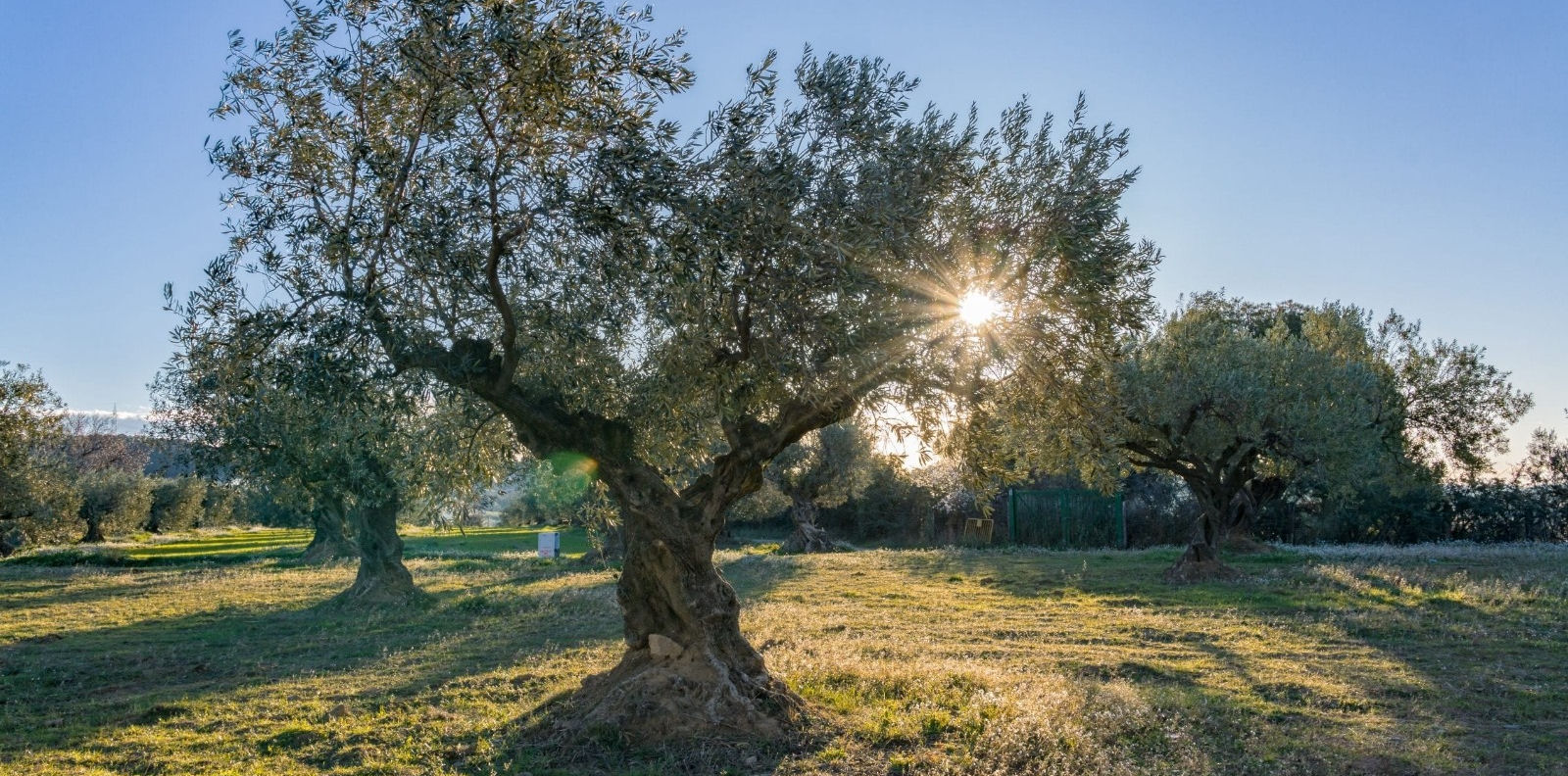 L'olio extravergine delle Marche: un prodotto di qualità eccellente certificata da una tradizione antichissima